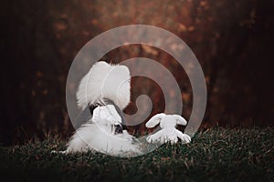 Pomeranian spitz dog posing wth a plush bunny, rear view