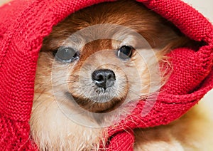 The Pomeranian spitz-dog in a red scarf
