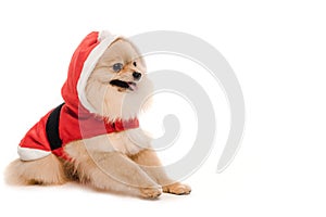 Pomeranian spitz dog in santa costume at christmastime on white