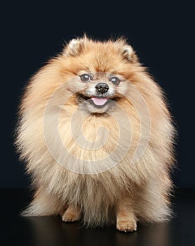 Pomeranian Spitz dog sitting