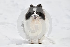 Pomeranian Spitz dog on winter outdoor walking full size portrait, cute white black Spitz puppy