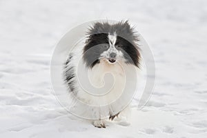 Pomeranian Spitz dog on winter outdoor walking full size portrait, cute white black Spitz puppy