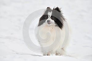 Pomeranian Spitz dog on winter outdoor walking full size portrait, cute white black Spitz puppy