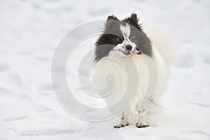 Pomeranian Spitz dog on winter outdoor walking full size portrait, left copy space