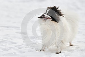 Pomeranian Spitz dog on winter outdoor walking full size portrait, left copy space