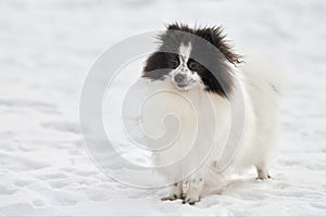 Pomeranian Spitz dog on winter outdoor walking full size portrait, left copy space