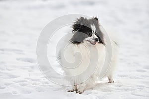Pomeranian Spitz dog on winter outdoor walking full size portrait, left copy space