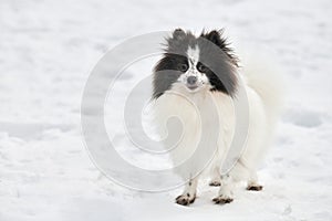 Pomeranian Spitz dog on winter outdoor walking full size portrait, left copy space