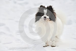 Pomeranian Spitz dog on winter outdoor walking full size portrait, left copy space