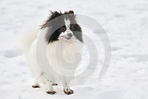 Pomeranian Spitz dog on winter outdoor walking full size portrait, right copy space