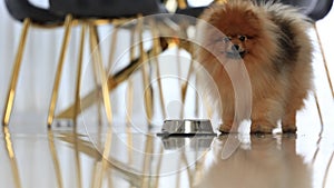 Pomeranian spitz eating tasty doggy meal from bowl