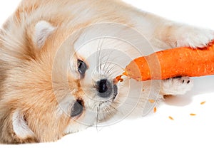 Pomeranian Spitz eats vegetables. Carrot. Dog Food