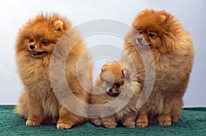 Pomeranian Spitz family