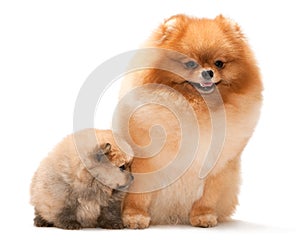 Pomeranian spitz and his puppy