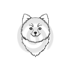 Pomeranian spitz icon in line art style