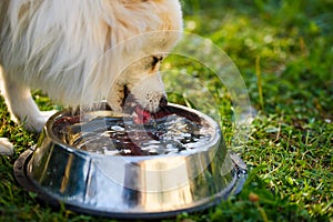 Pomeranian spitz klein drinking from the bowl. Outdoor portrait. Shallow focus background