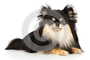 Pomeranian Spitz lies on white background