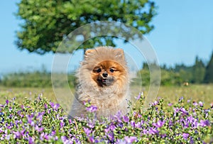 pomeranian spitz in nature