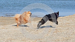 Pomeranian Spitz is played with the Miniature Schnauzer