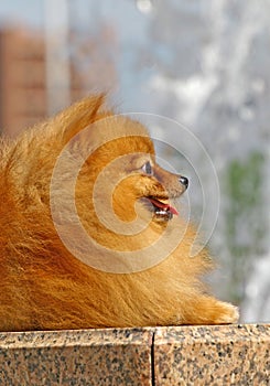 Pomeranian spitz profile