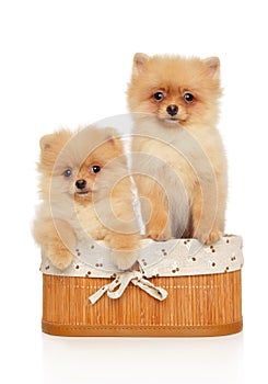 Pomeranian Spitz puppies in basket