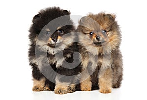 Pomeranian Spitz puppies on a white background