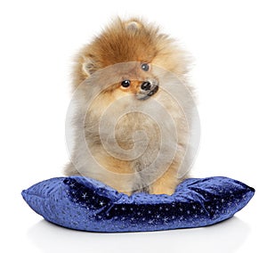 Pomeranian Spitz puppy on a blue pillow