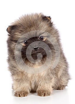 Pomeranian spitz puppy close-up portrait