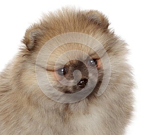 Pomeranian Spitz puppy. Close-up portrait