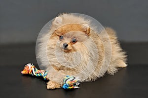 Pomeranian Spitz puppy with colorful rope toy