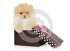 Pomeranian Spitz puppy in a gift box