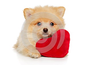 Pomeranian Spitz puppy lies with a red soft toy