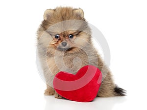 Pomeranian Spitz puppy with a red heart-shaped toy