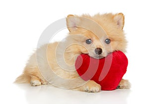 Pomeranian Spitz puppy with a red soft toy