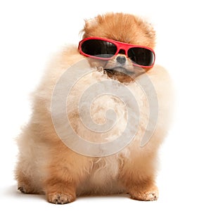 Pomeranian spitz puppy in red sunglasses