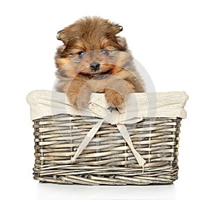 Pomeranian Spitz puppy in basket on white