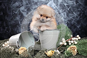 Pomeranian spitz puppy sitting in a bucket