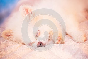 Pomeranian Spitz puppy sleeps on a beige plaid. Cute puppy