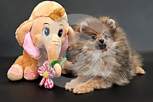 Pomeranian Spitz Puppy with Toy Elephant