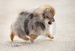 Pomeranian Spitz puppy walking