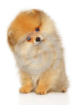 Pomeranian Spitz puppy on white background.