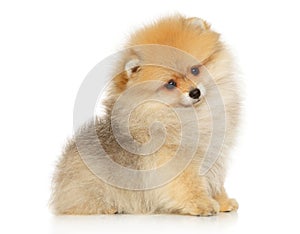 Pomeranian spitz puppy on a white background