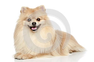 Pomeranian Spitz puppy on a white background