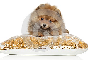 Pomeranian Spitz puppy on a white background