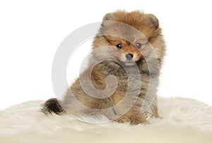 Pomeranian Spitz puppy on a white background