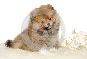 Pomeranian Spitz puppy on a white background