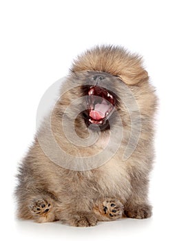 Pomeranian spitz puppy yawn