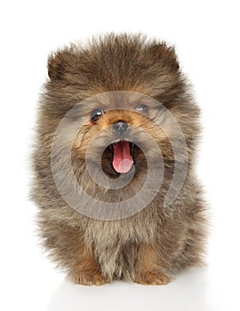 Pomeranian Spitz puppy yawns on a white background