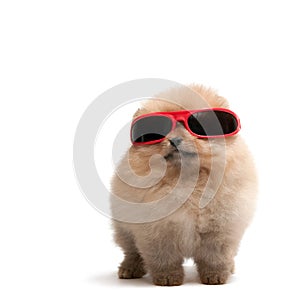 Pomeranian spitz in red sunglasses