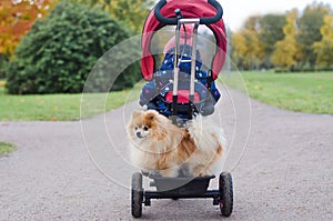 Pomeranian spitz rides in children`s bike in basket. faithful friends. little guard. carrying for a pet.